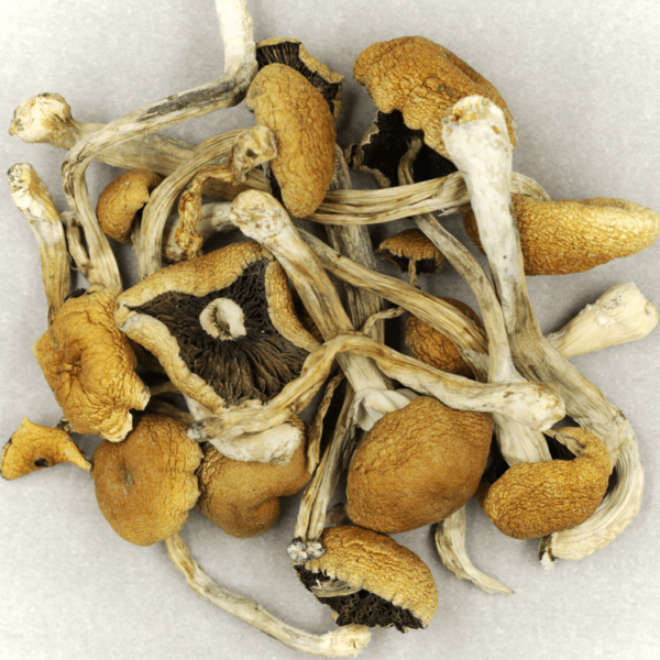 Cambodian Psilocybe Cubensis | Daily Marijuana Canada