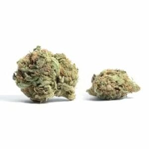 White Truffle (Popcorn) | Daily Marijuana Canada