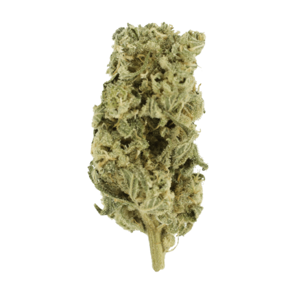 Hash Plant – 1oz / $60 | Daily Marijuana Canada