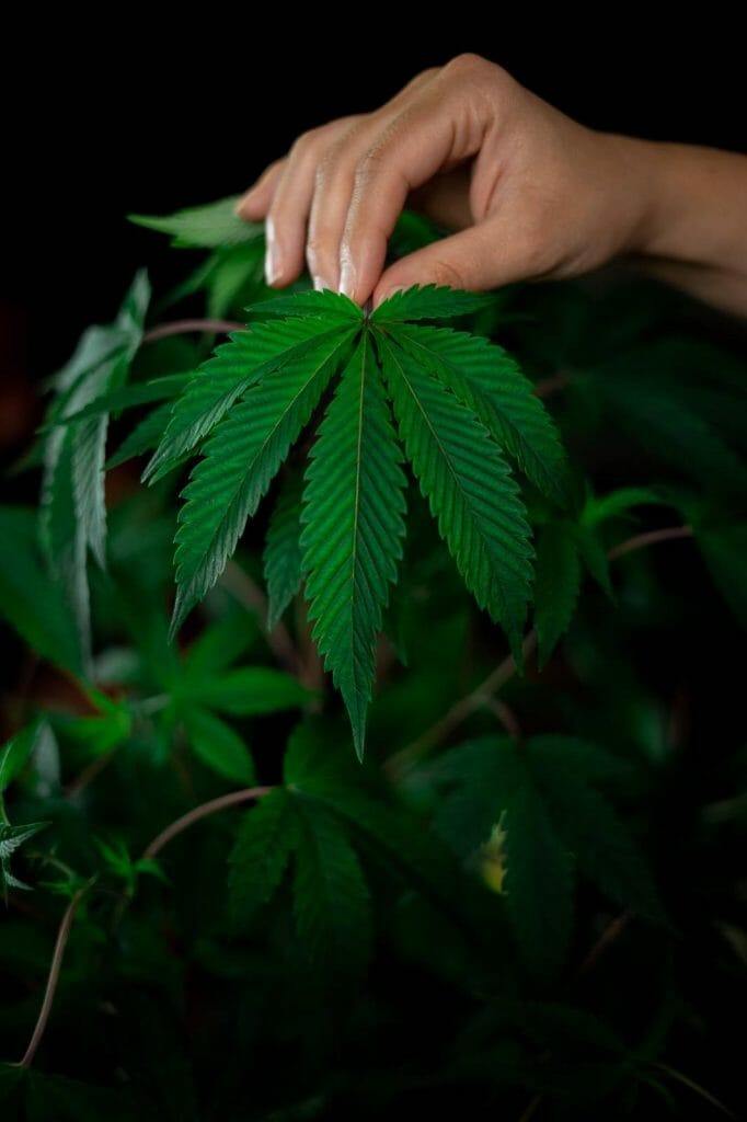 Buy My cannabis Online: Deals and Discounts You Can Find From Our Online Marijuana Dispensary | Daily Marijuana Canada | Daily Marijuana Canada