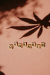 cannabis weed | Daily Marijuana Canada