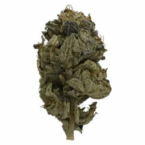 Daily Marijuana Canada - Pink Gas Strain | Daily Marijuana Canada