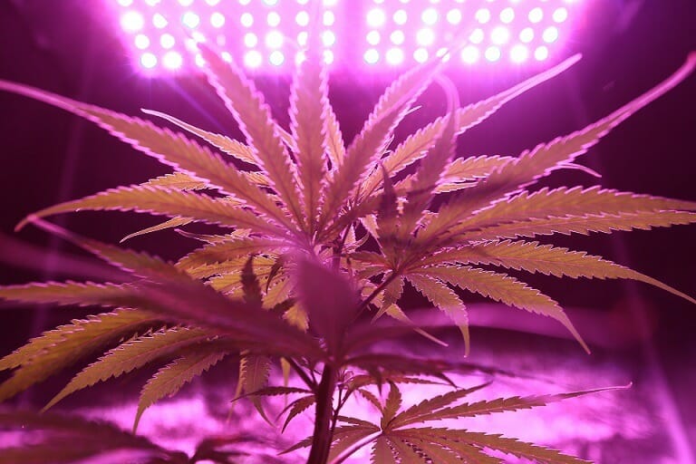 Discover How A cannabis Shop Helps You Better Understand Cannabis | Daily Marijuana Canada | Daily Marijuana Canada