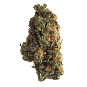 Grape Crush | Daily Marijuana Canada