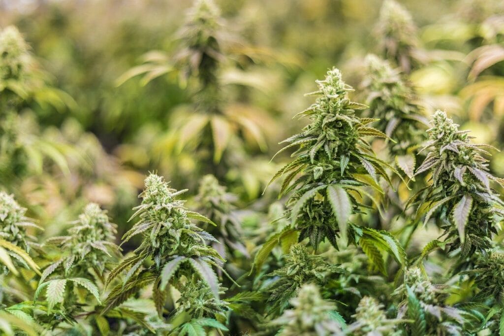 Online thc flower | Daily Marijuana Canada